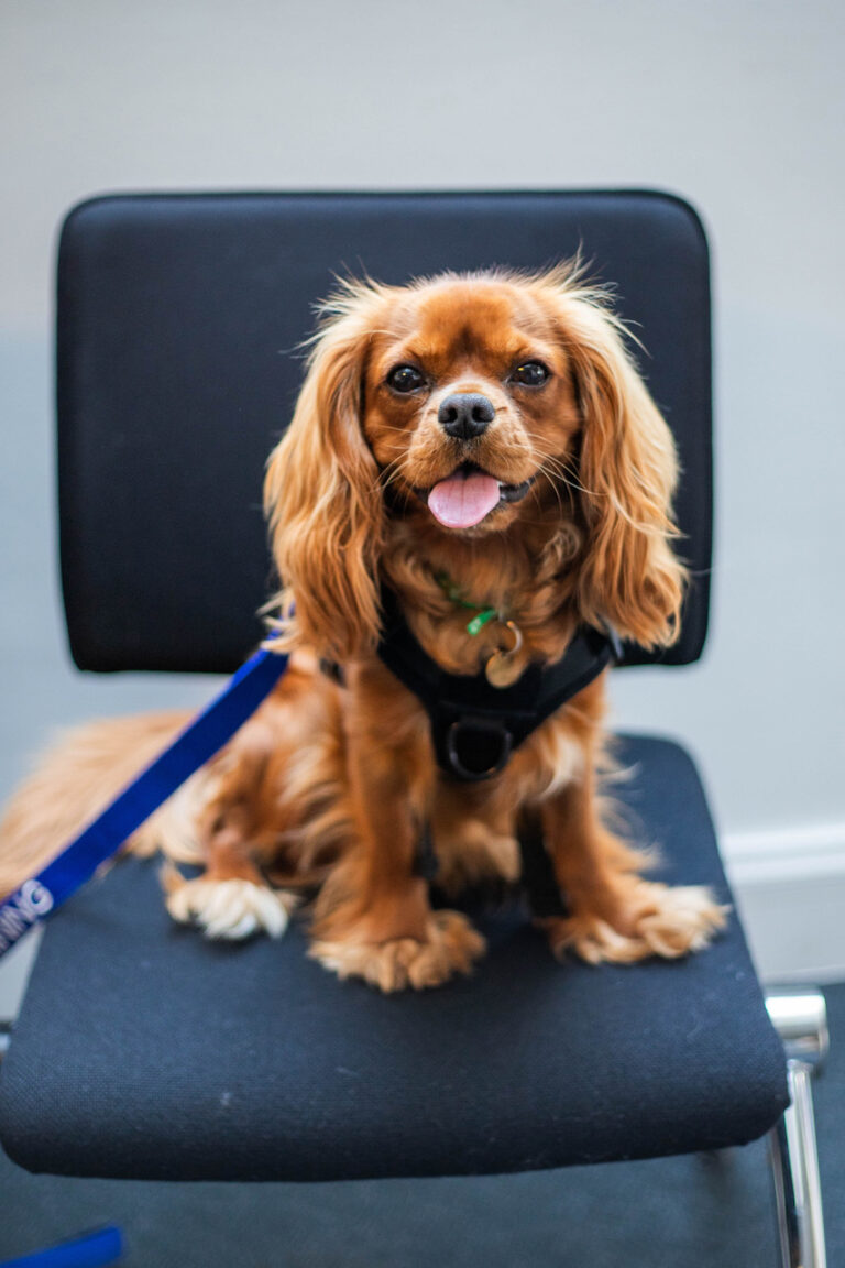 Archie - Emotional Support Dog